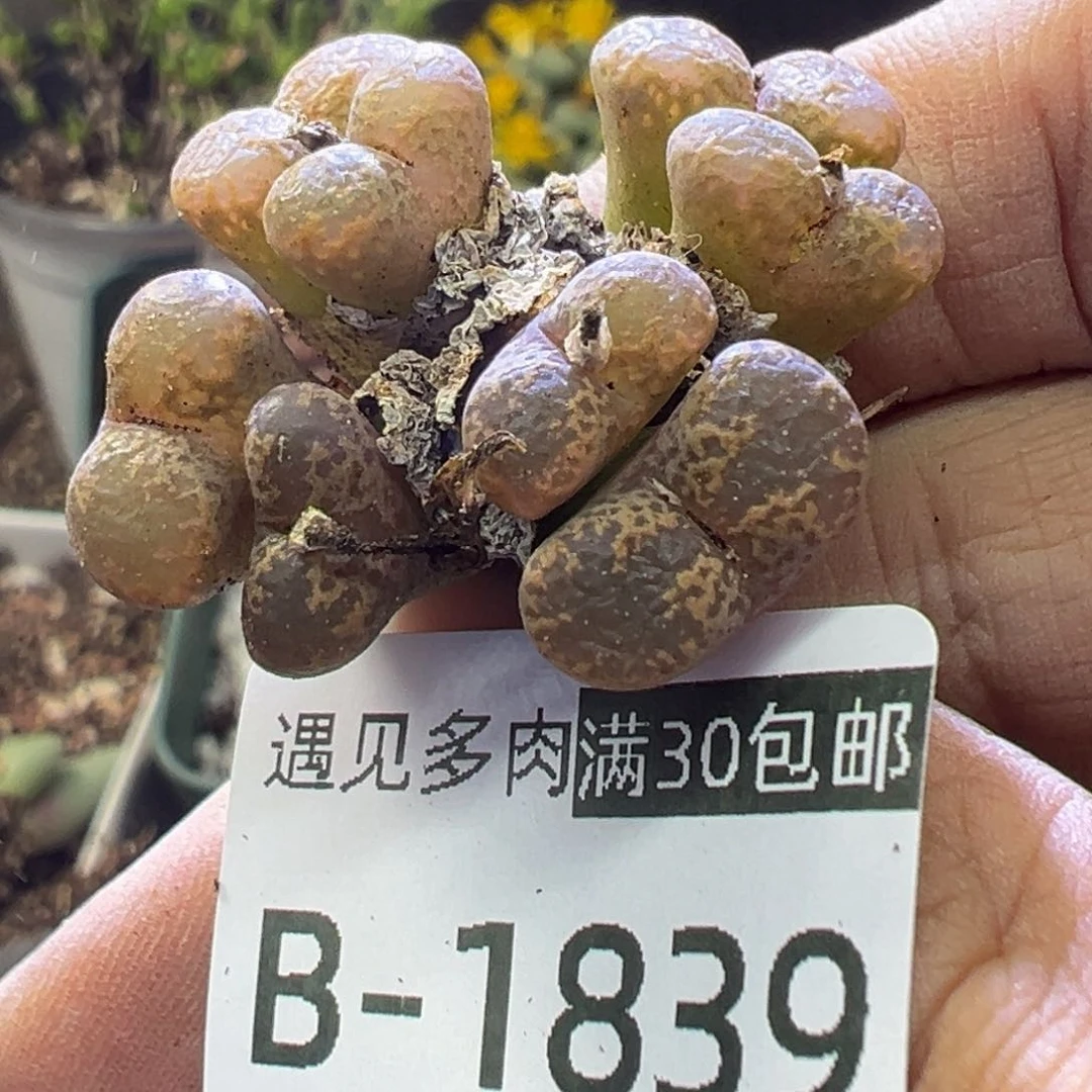 多肉植物111111111111111