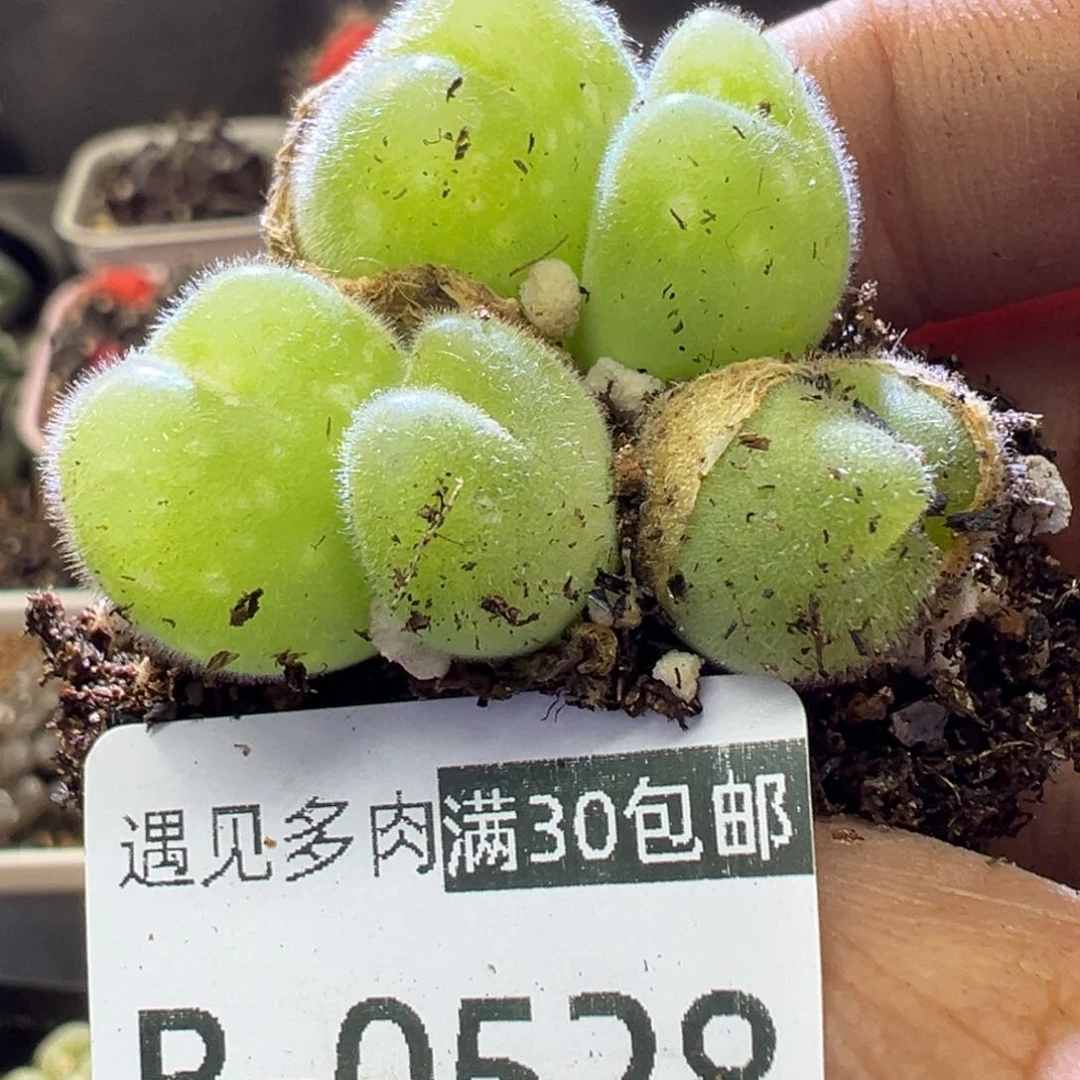 多肉植物1111111111111111