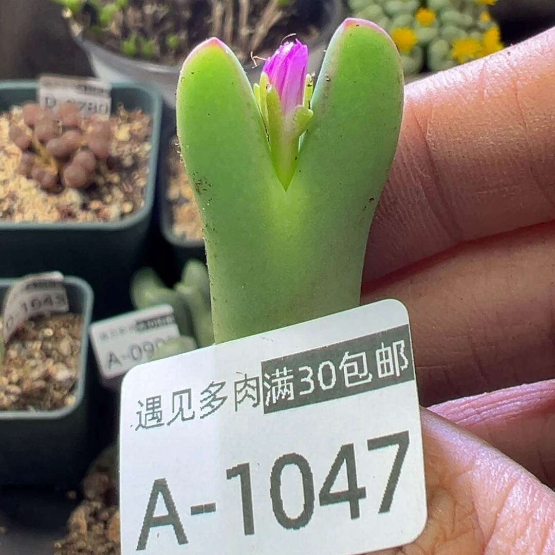 多肉植物111111111111111