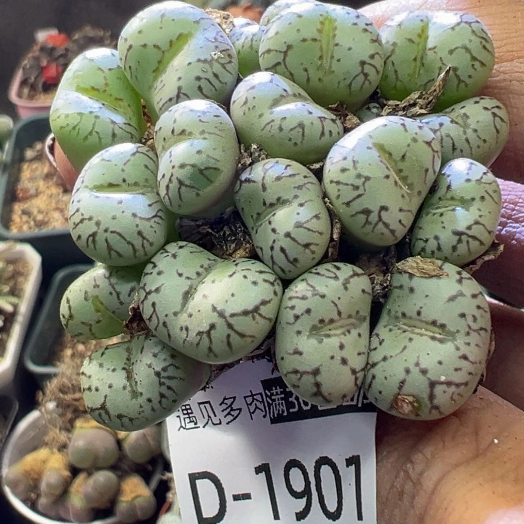 多肉植物11111111111