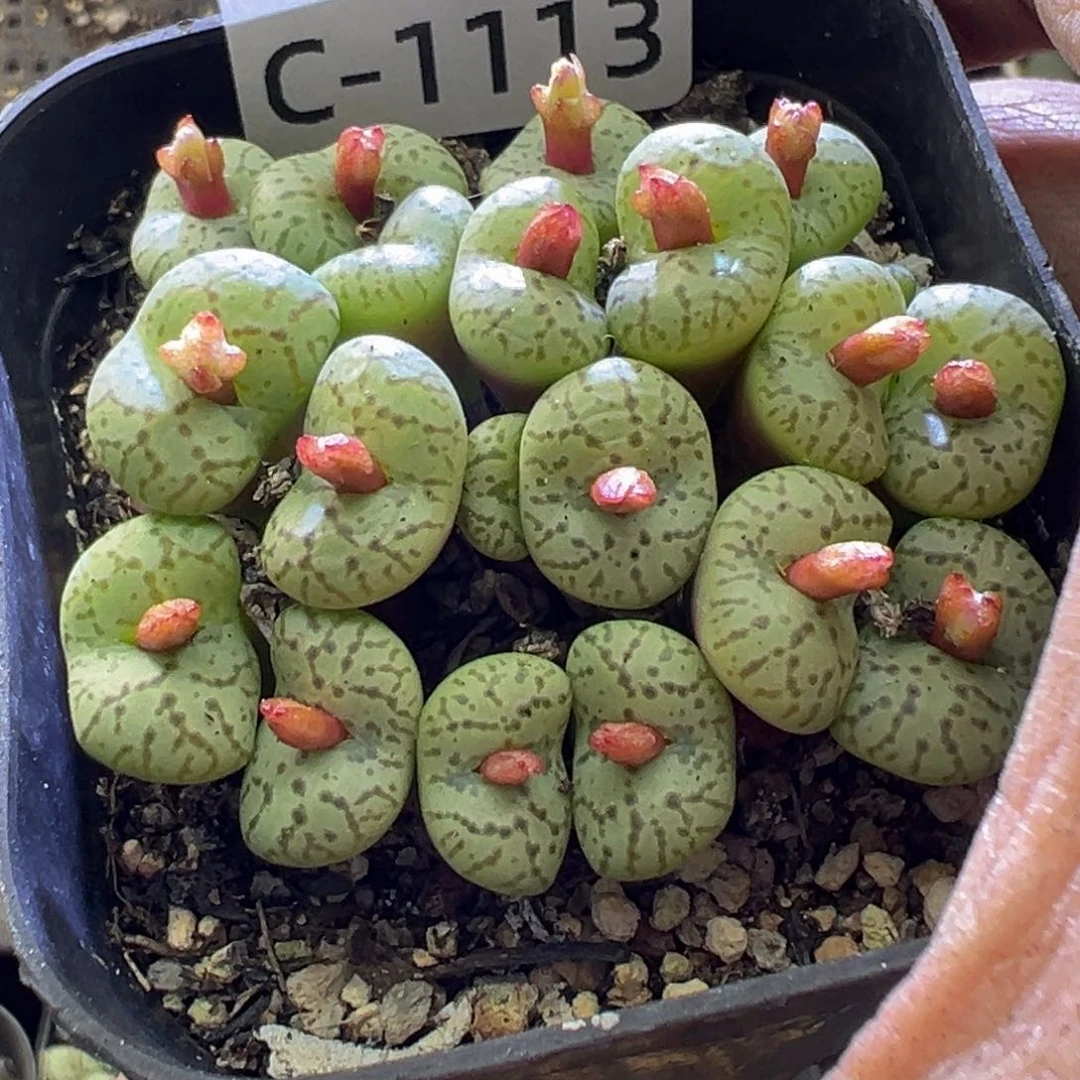 多肉植物1111111111111