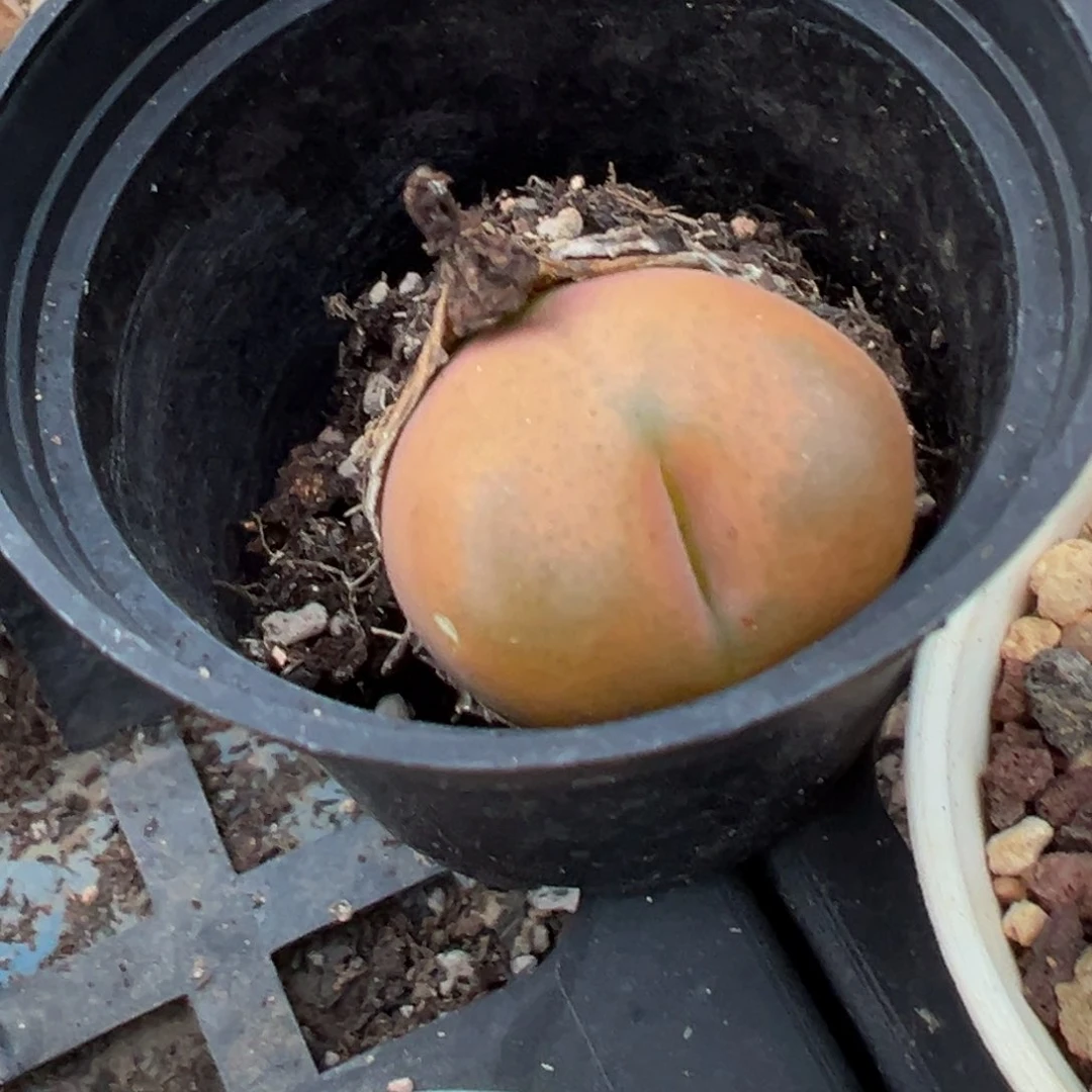 花**岸多肉植物11111111111111111