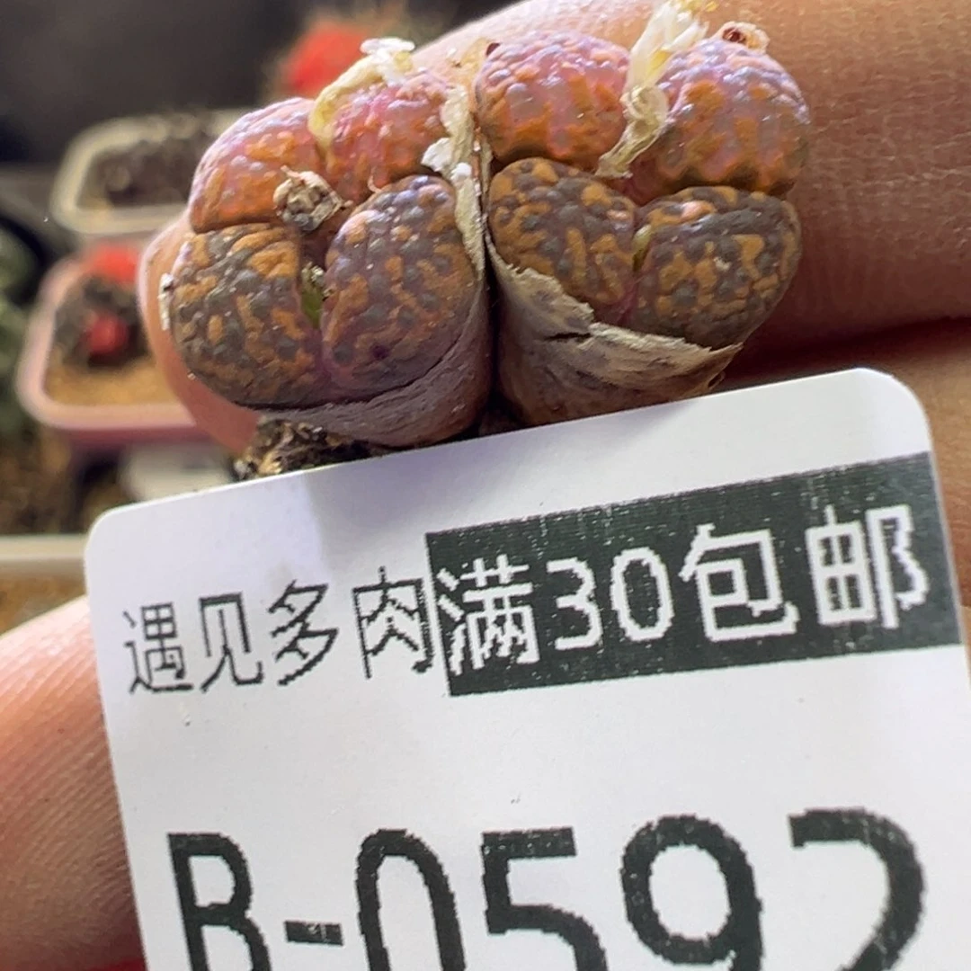 多肉植物11111111111111111