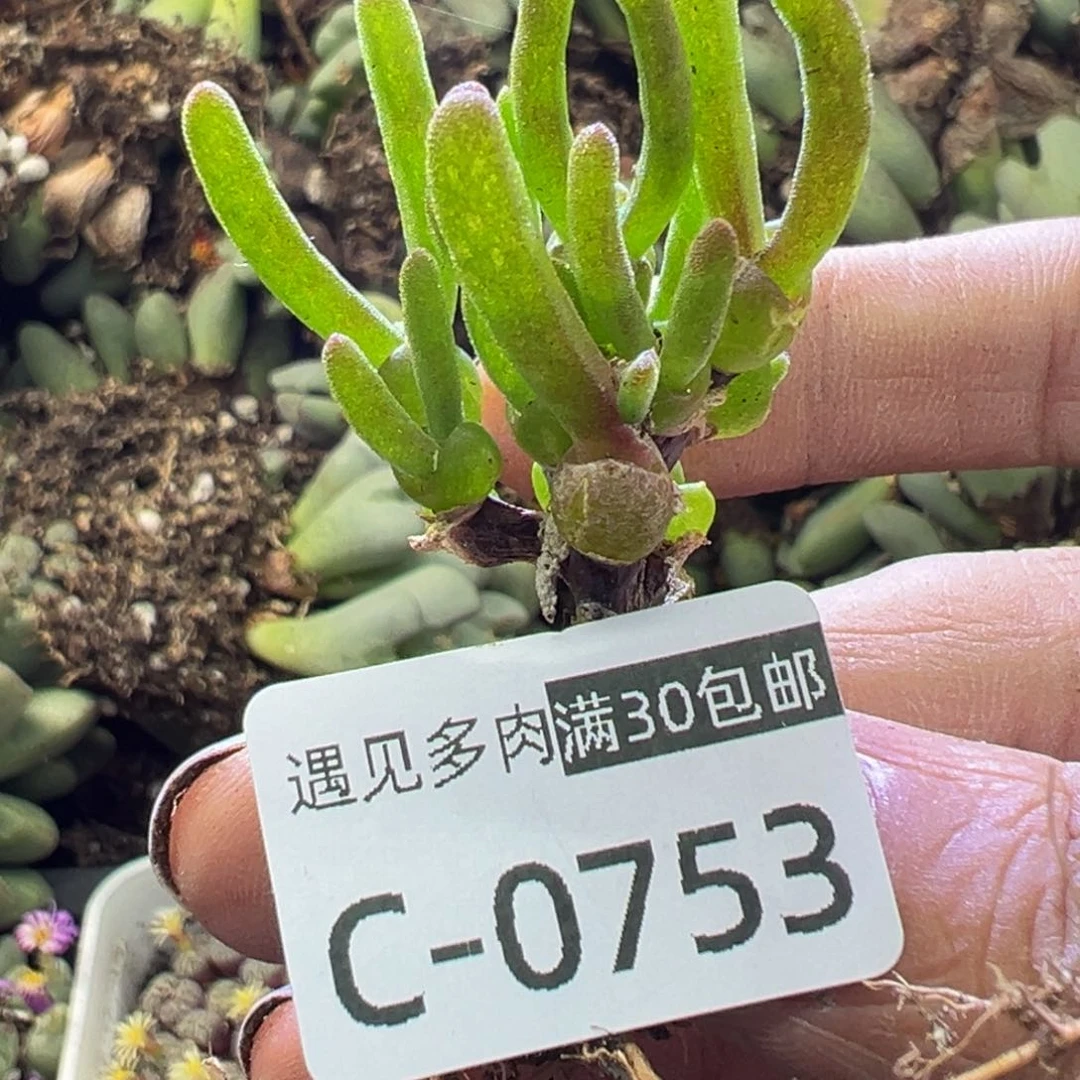 多肉植物1111111111111