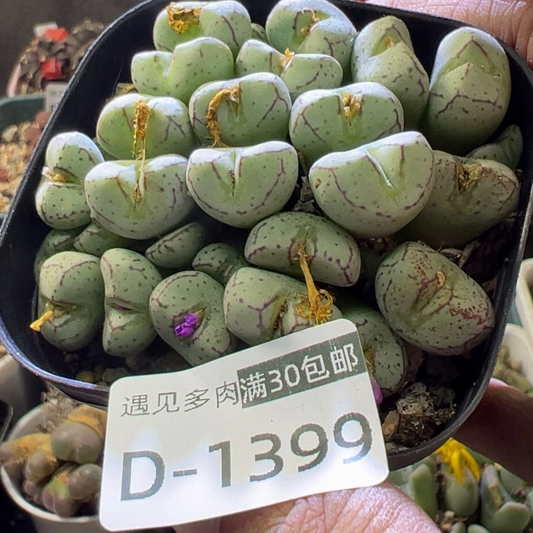多肉植物111111111111111