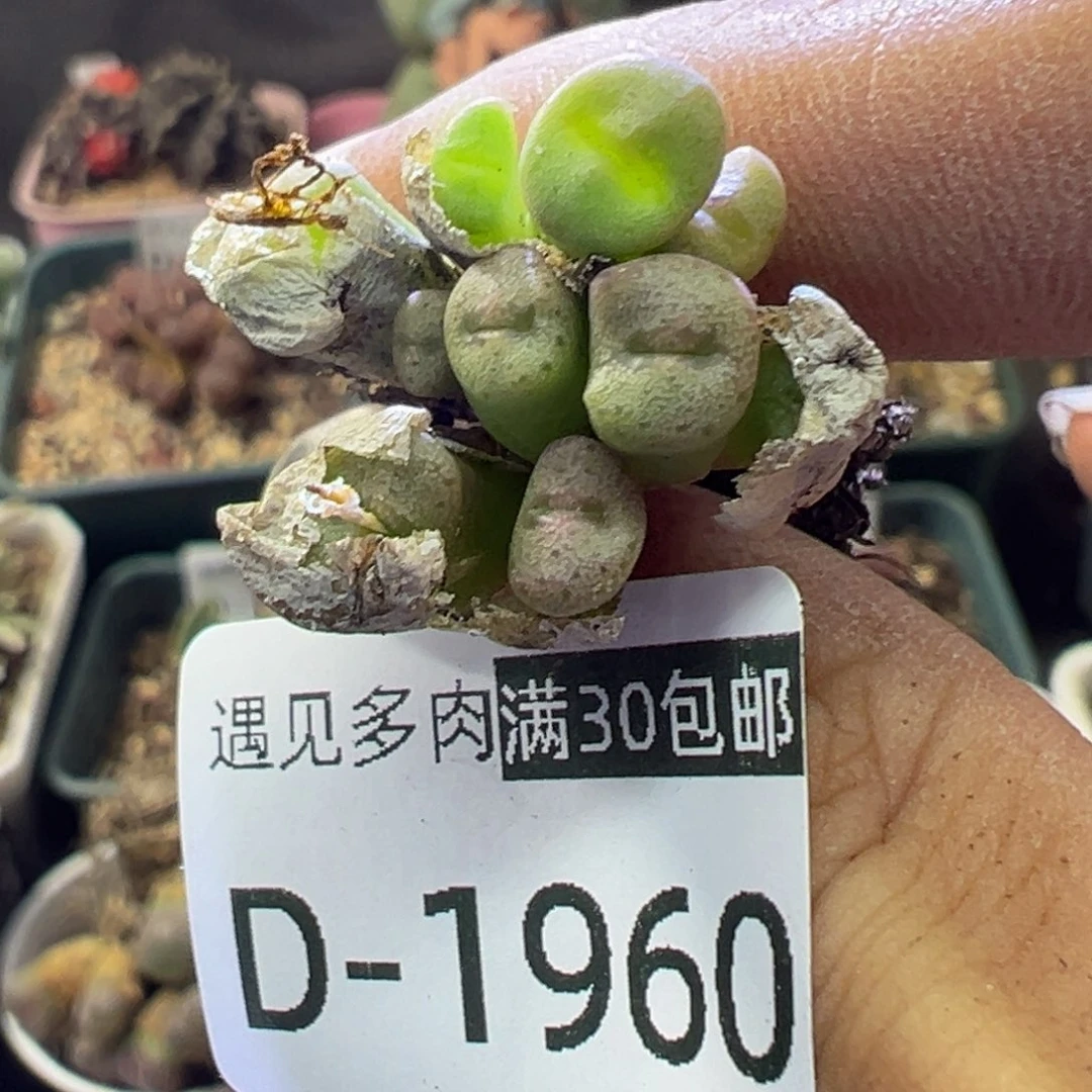 多肉植物1111111111111111