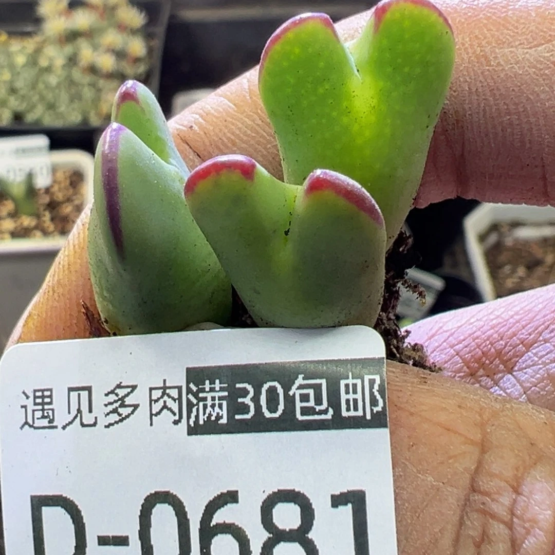 多肉植物11111111111111