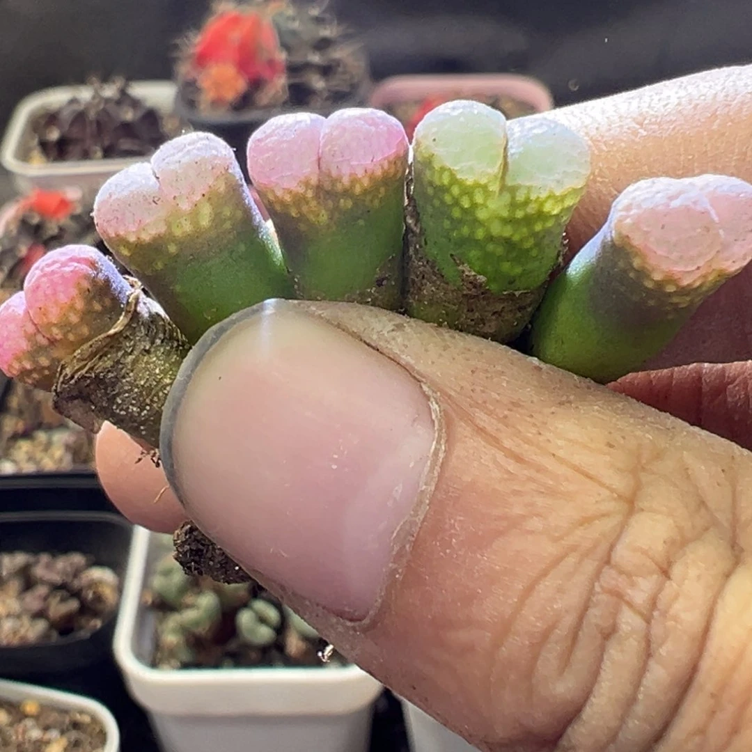 1课红风铃多肉植物11111111111111