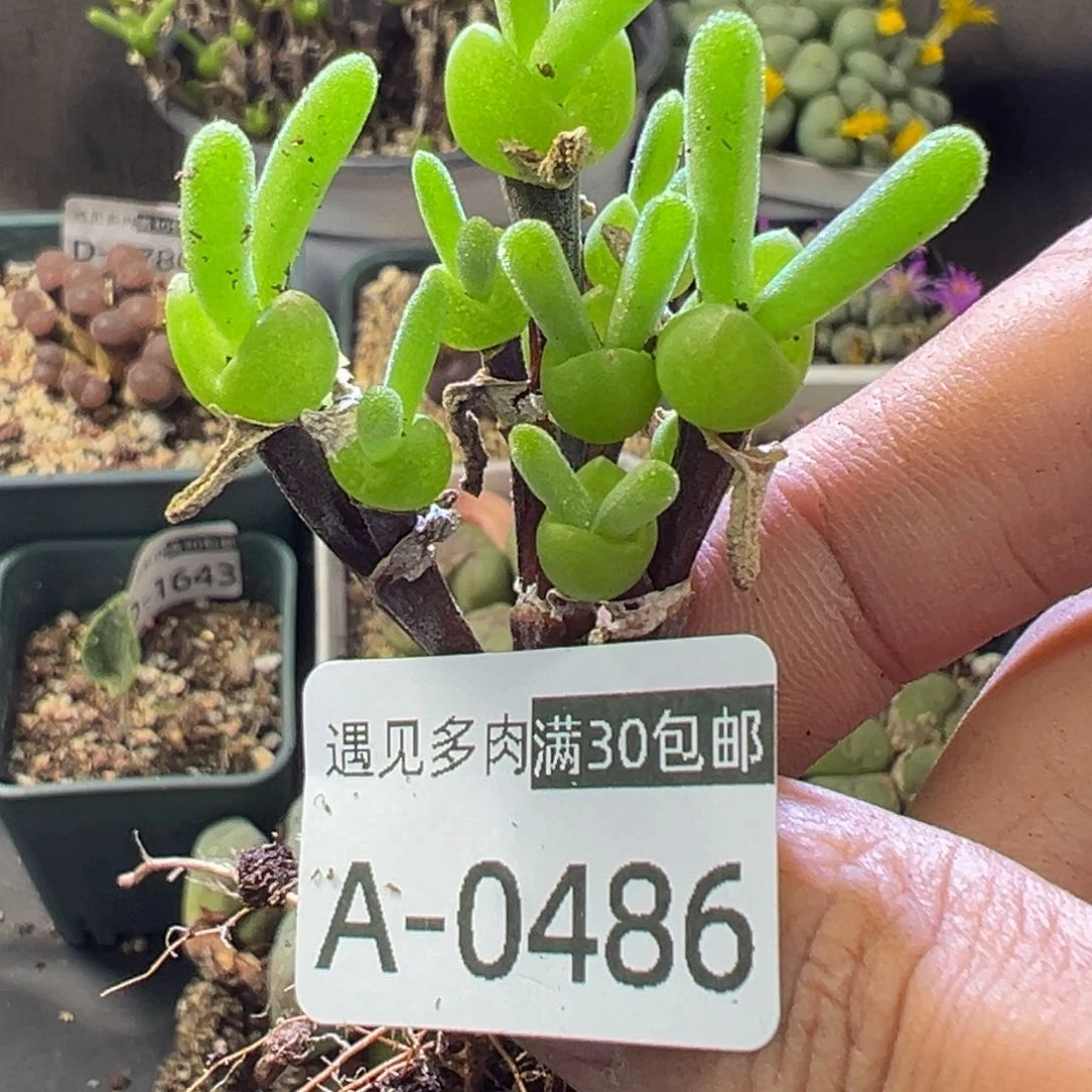 多肉植物111111111111111