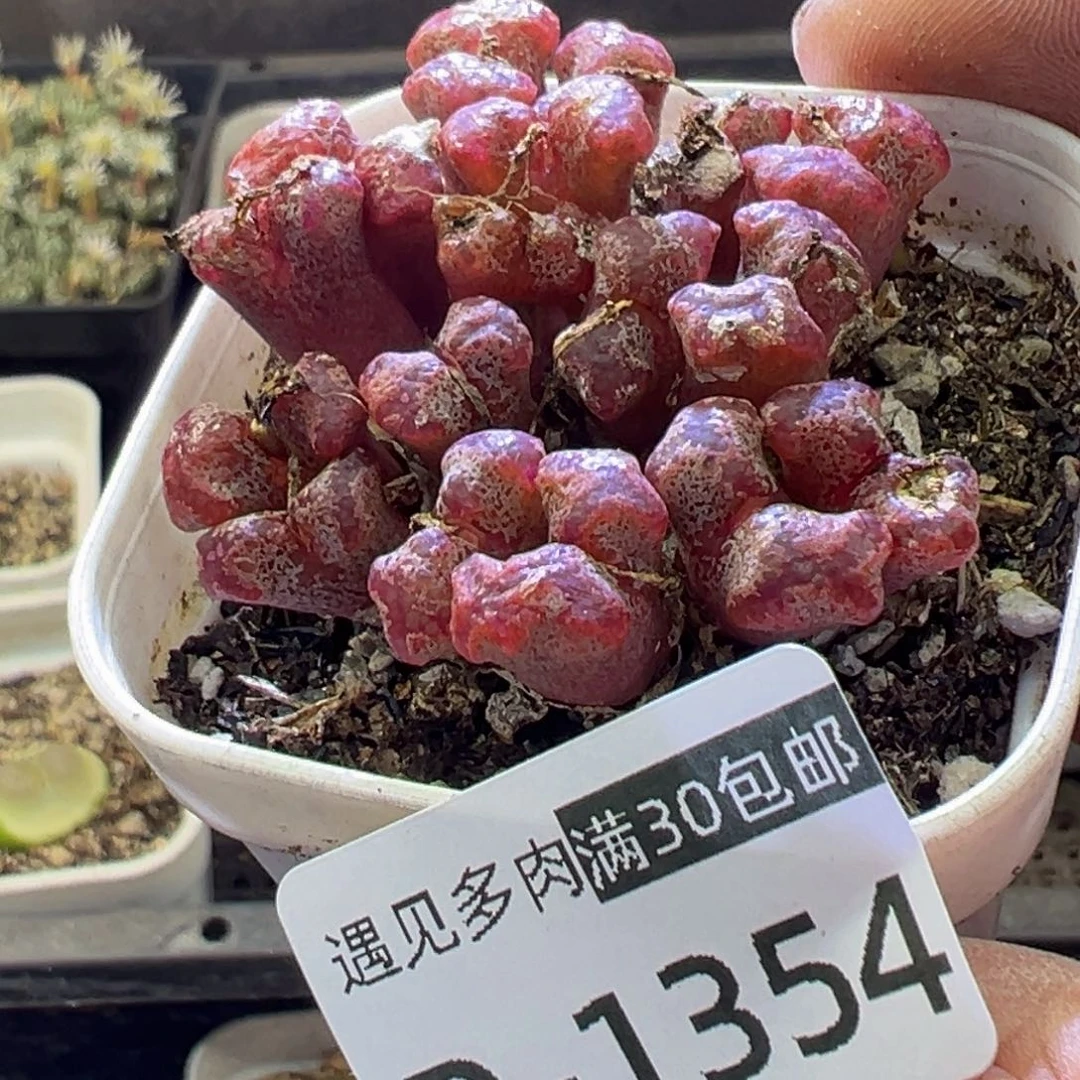 多肉植物111111111111111