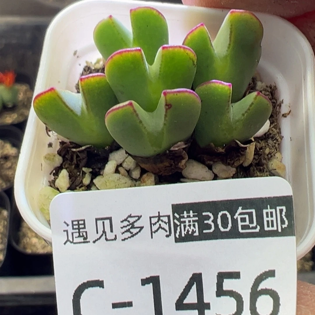 多肉植物1111111111111