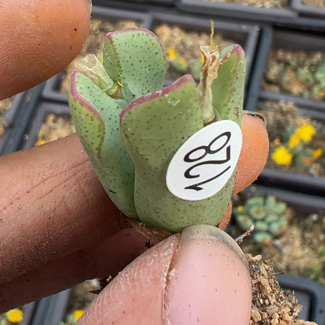 多肉植物11111111111