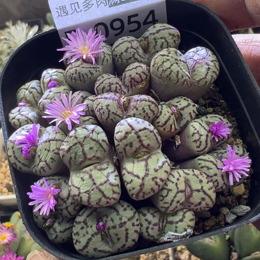 多肉植物111111111111111