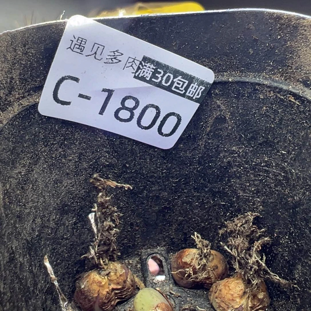 敲**的111111111111111111