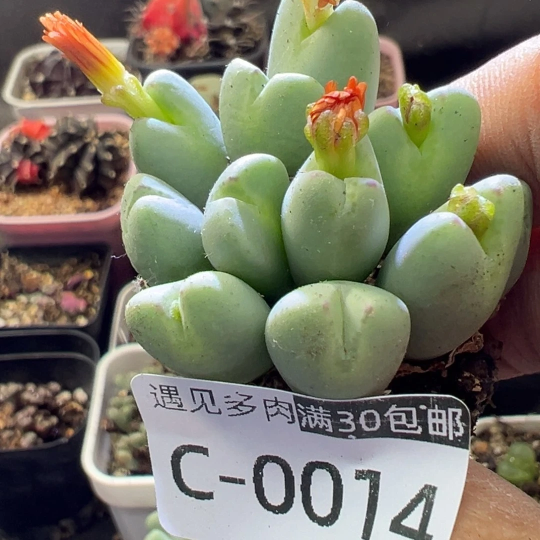 多肉植物1111111111111111111