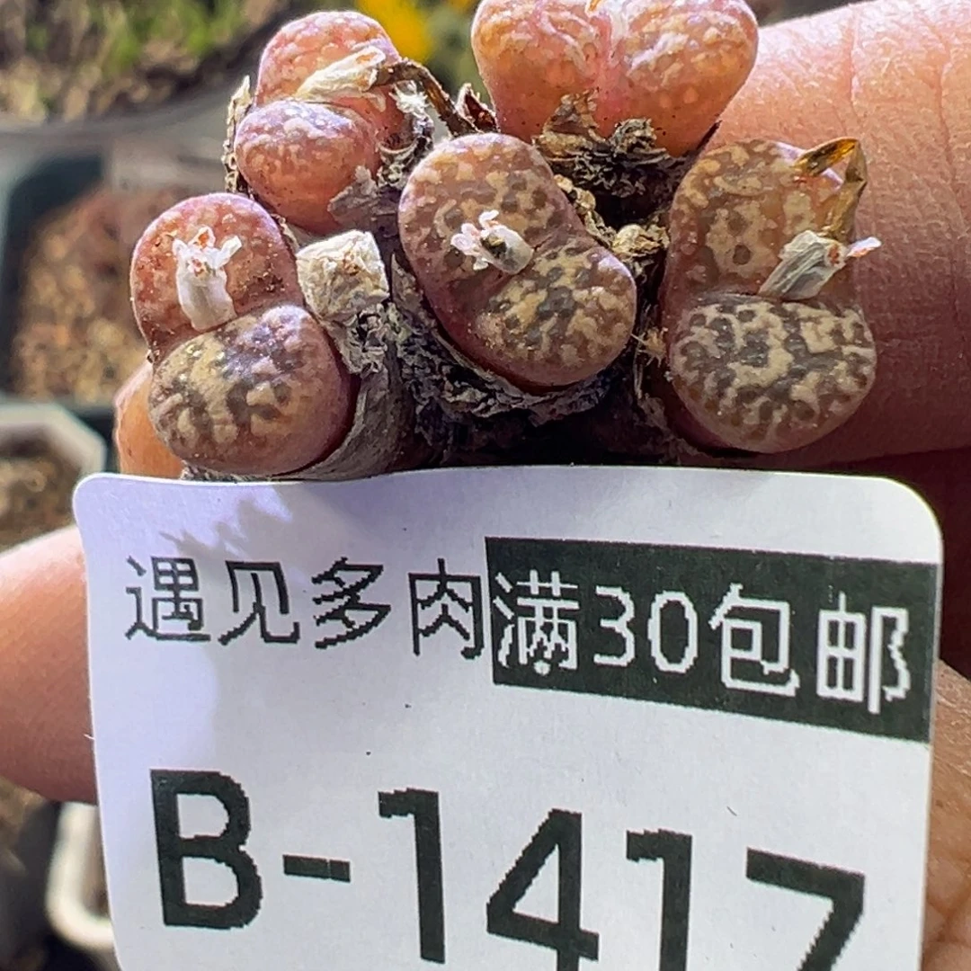 多肉植物1111111111111