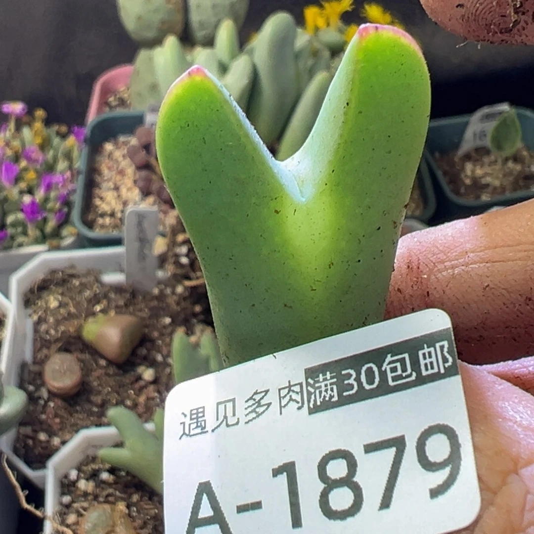 多肉植物11111111111111