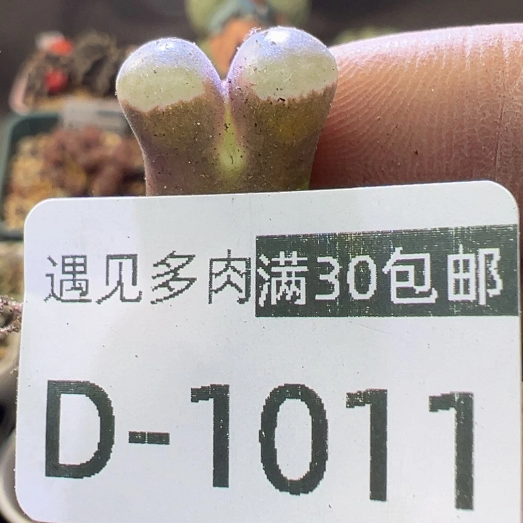 多肉植物1111111111