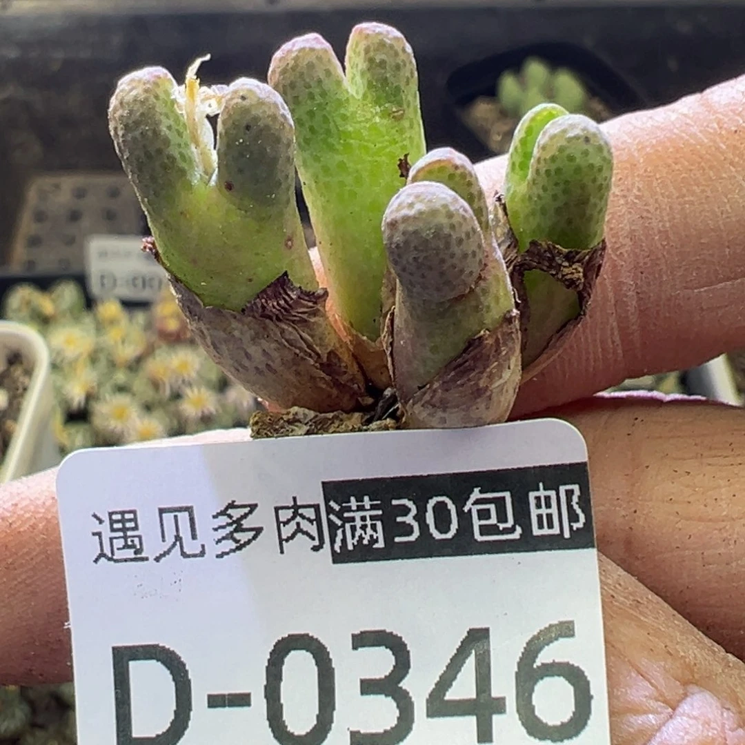 多肉植物111111111111111