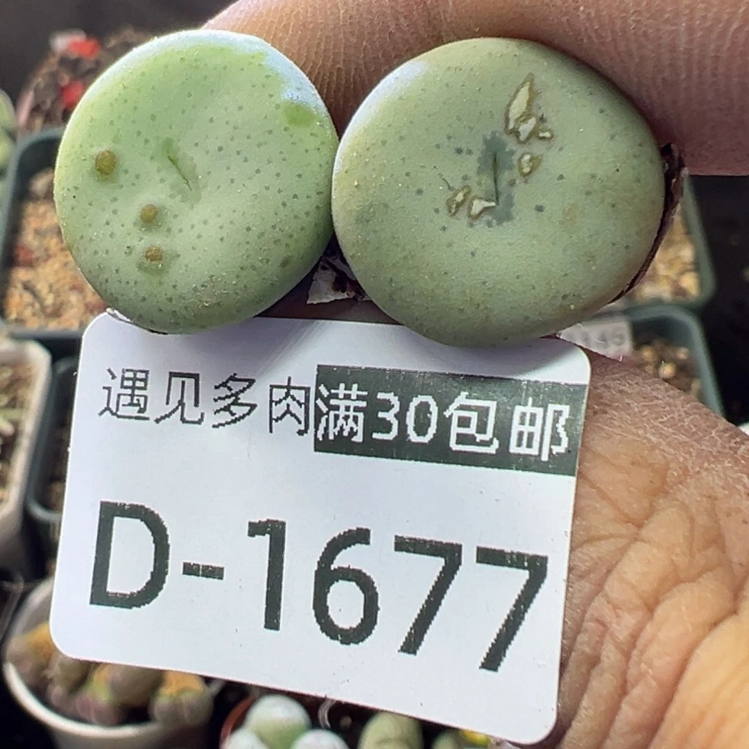 A****多肉植物111111111111111