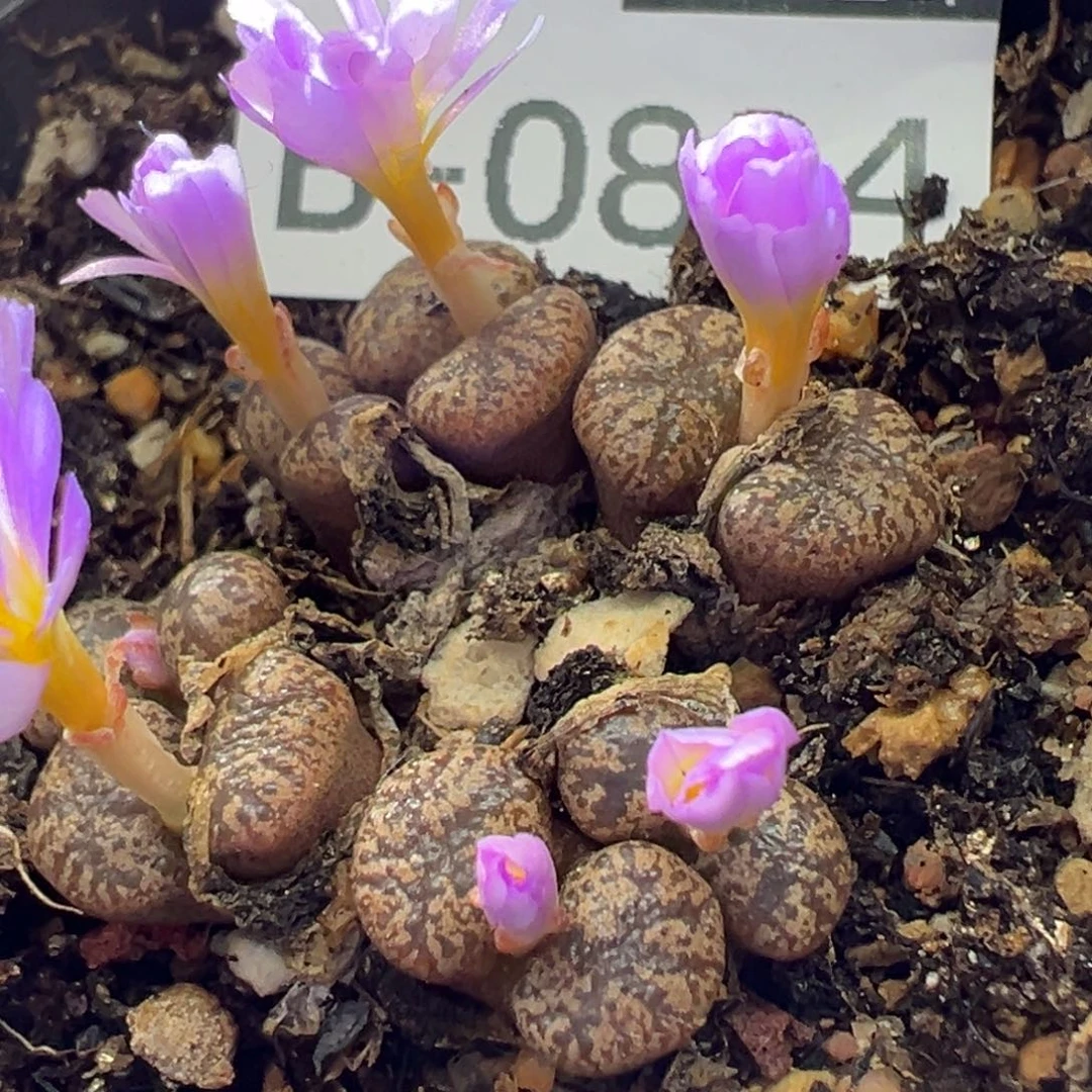 多肉植物111111111111