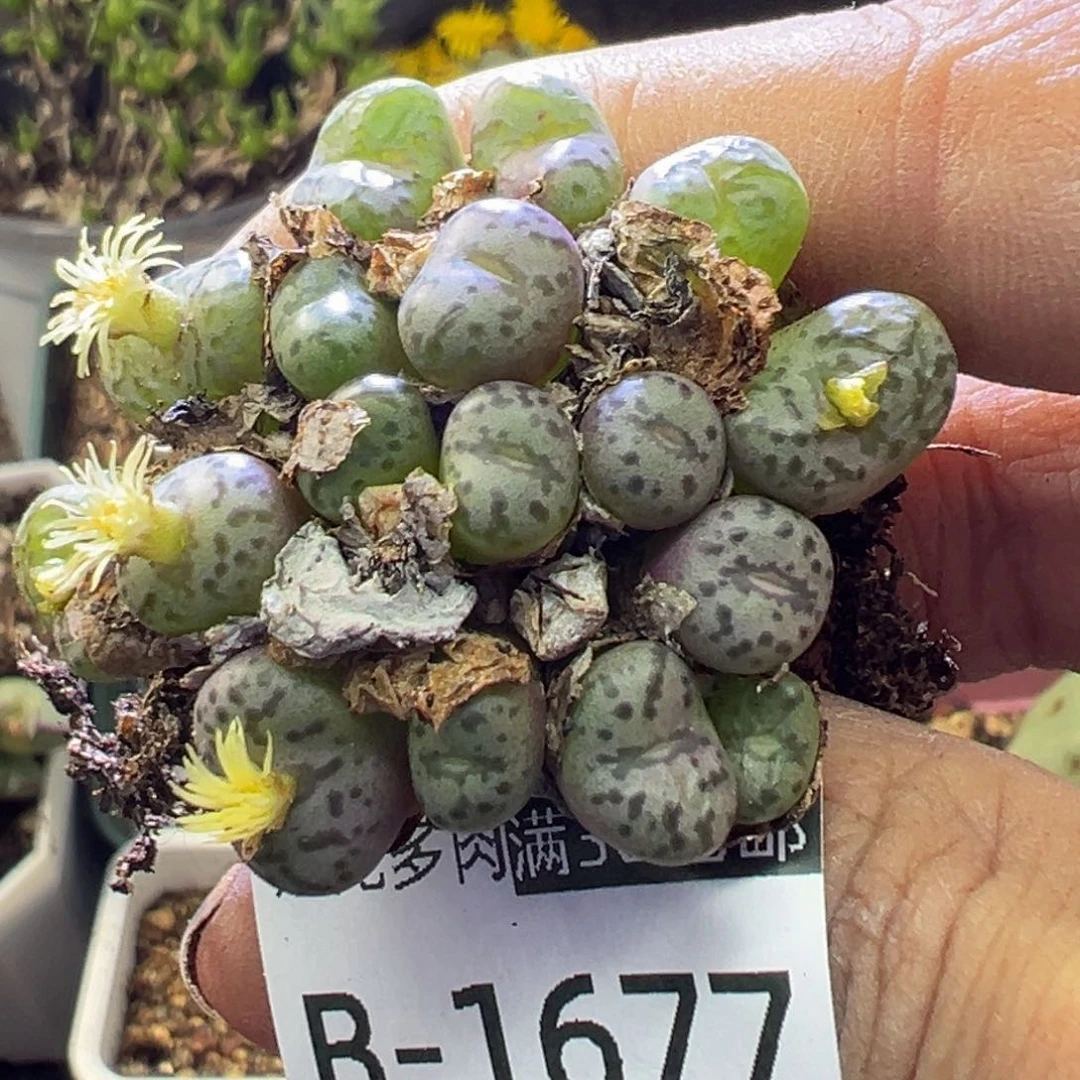 多肉植物1111111111111