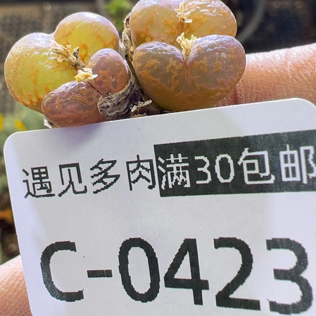 多肉植物111111111111