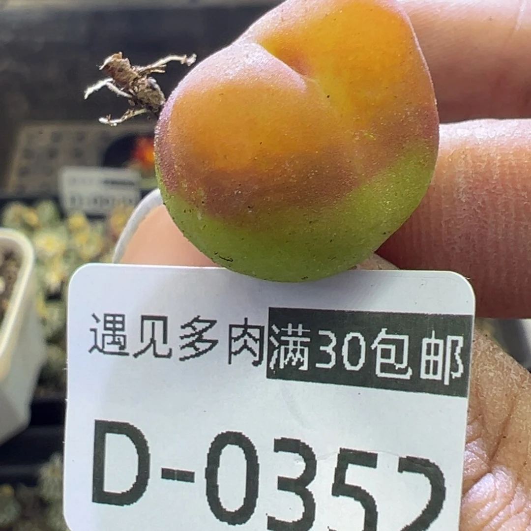 多肉植物111111111111111