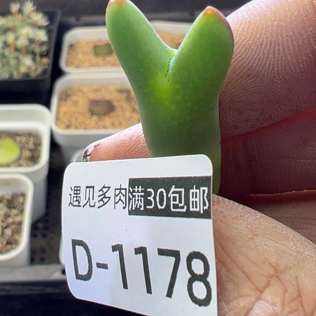 多肉植物1111111111111111