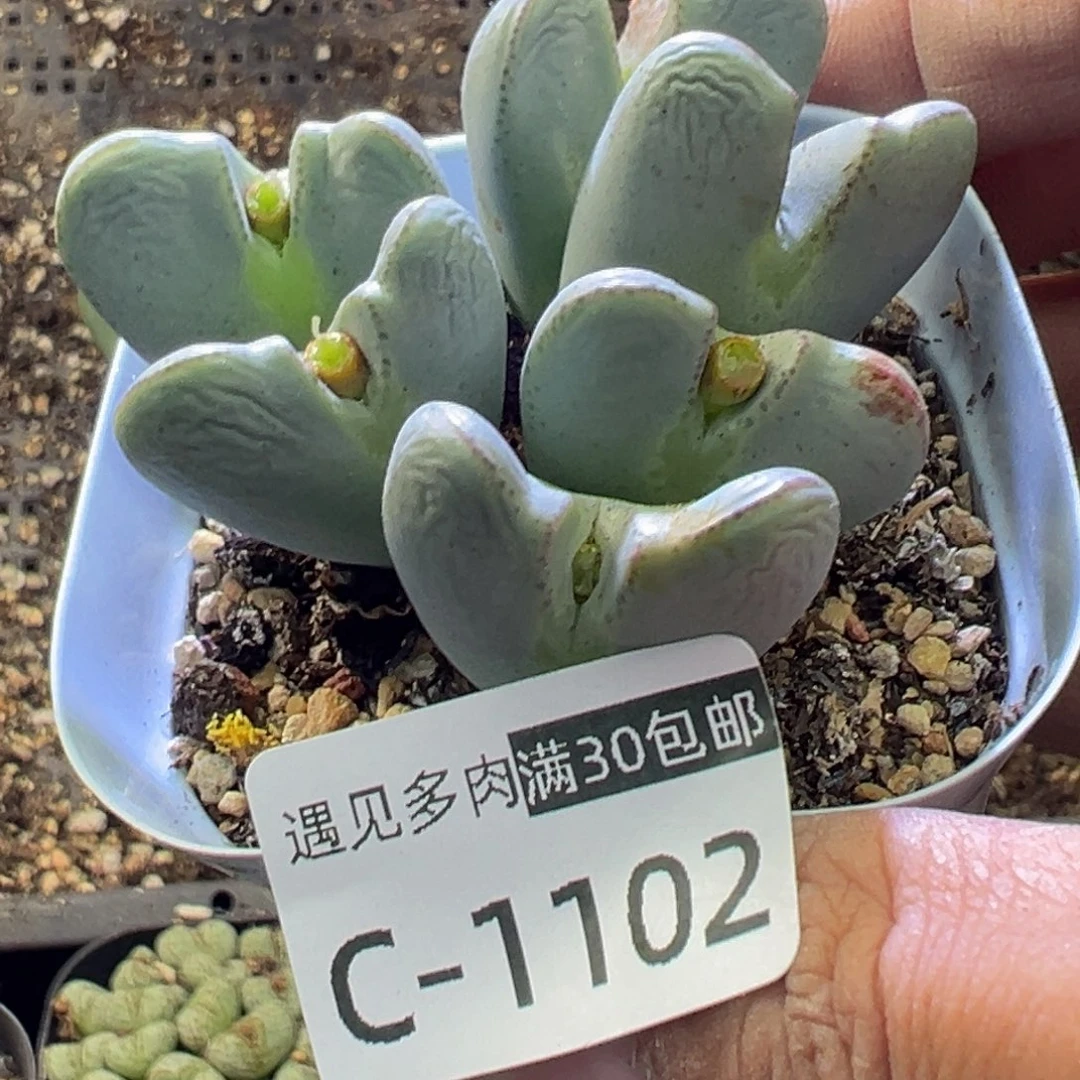 多肉植物1111111111111