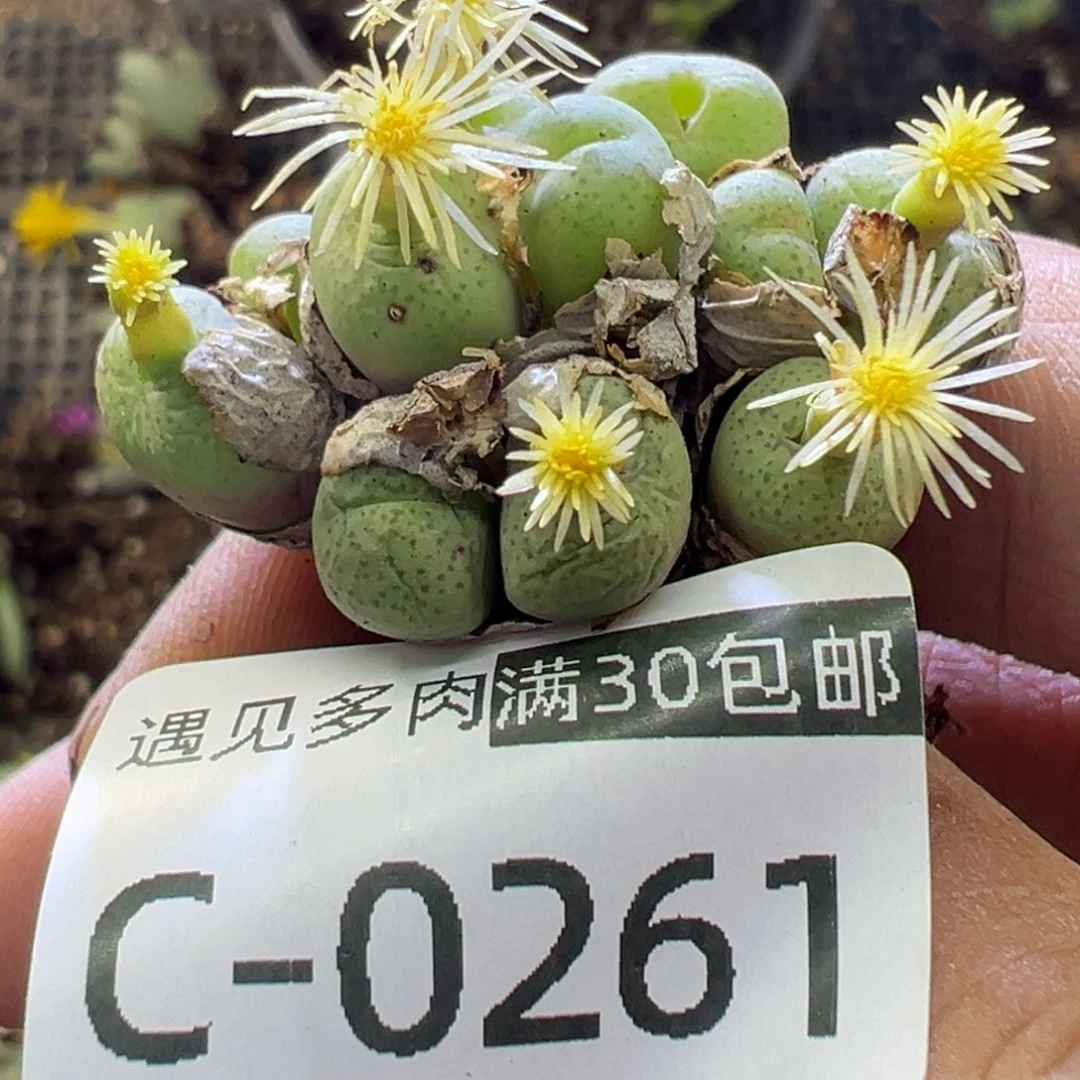 多肉植物1111111111111