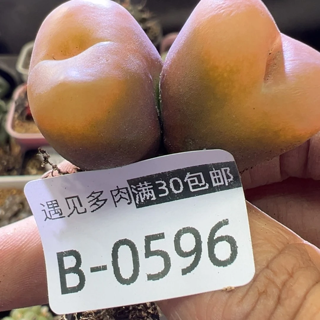 多肉植物11111111111111111