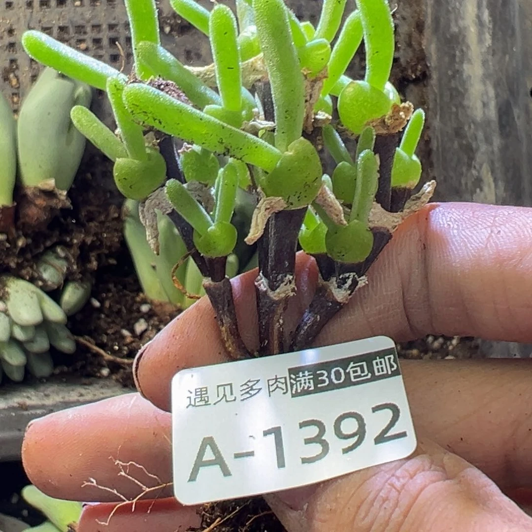 多肉植物1111111111111