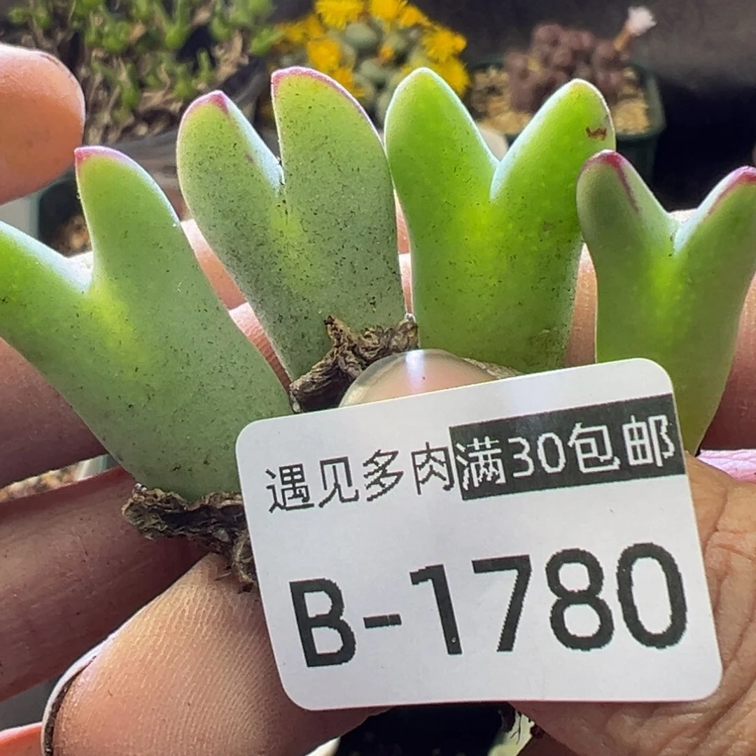 多肉植物1111111111111