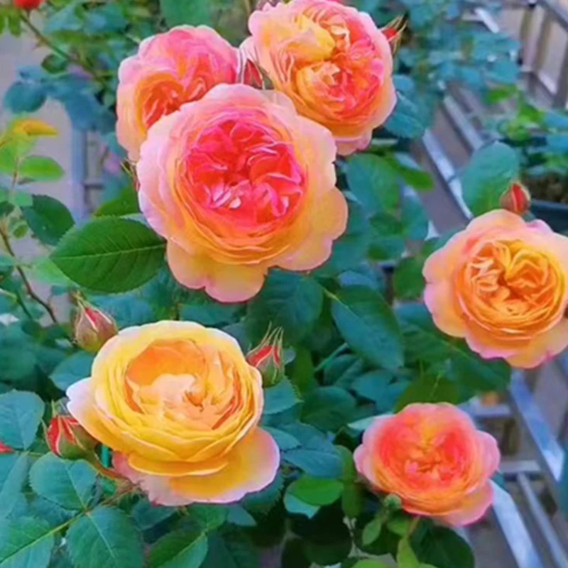 詹森藤本月季阳台庭院种植盆栽植物复色勤花丰花四季开花大花浓香