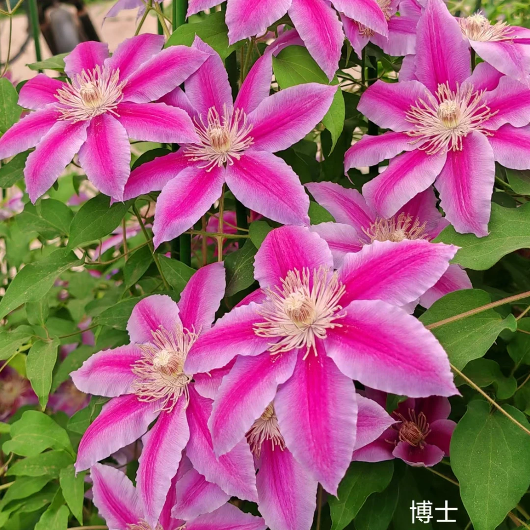 铁线莲小苗新手好养四季盆栽阳台花卉植物