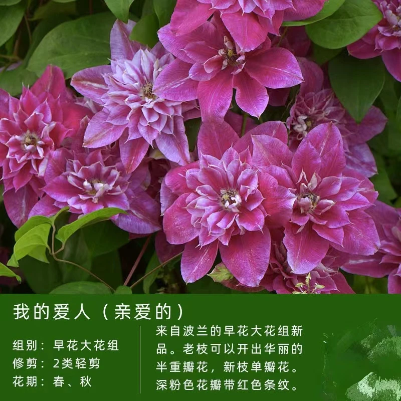 我亲爱的中苗铁线莲爬藤攀援观花卉植物新枝条开单，老枝开半重瓣