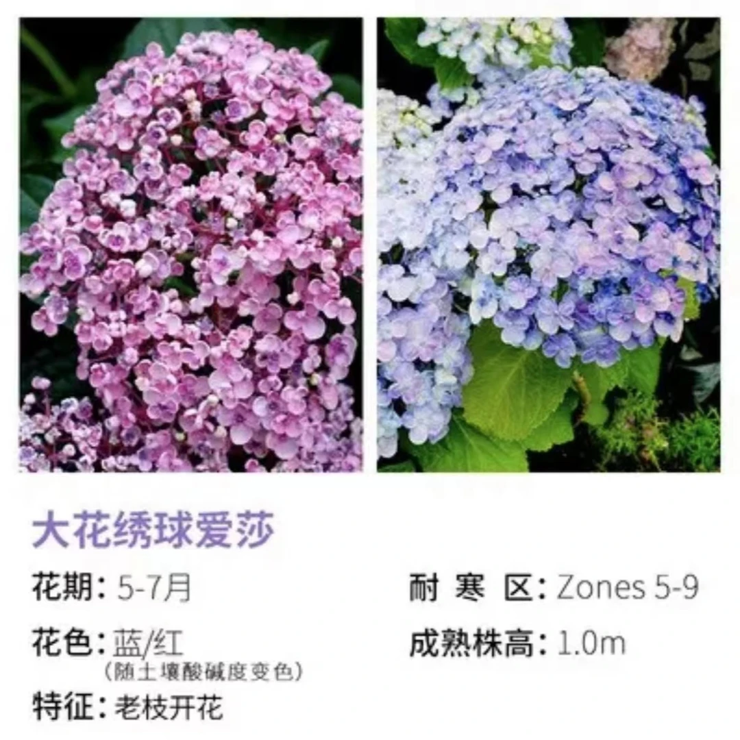 2加仑爱莎（起初）大花绣球阳台庭院露台花园推荐地栽盆栽耐热耐寒