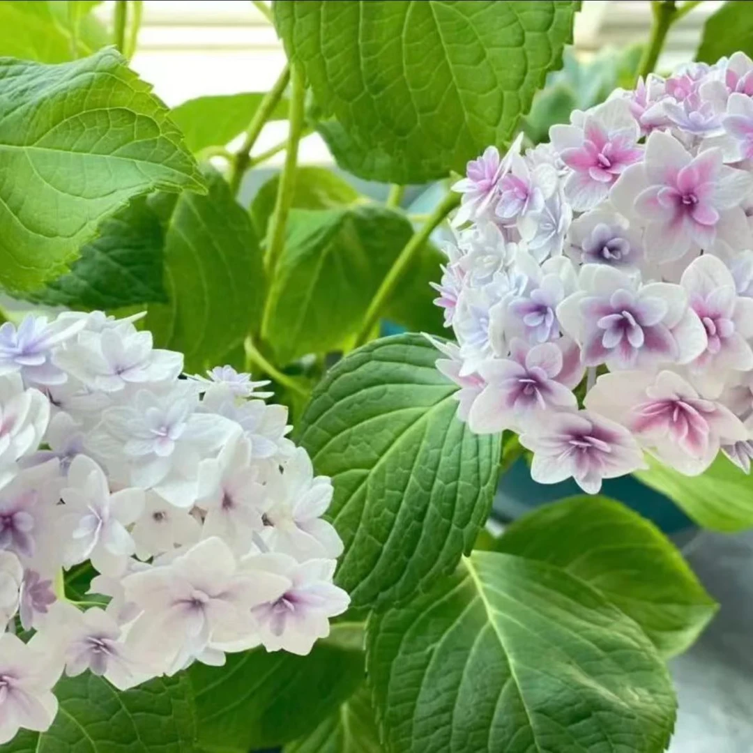 2加仑辉夜姬（起初）大花绣球阳台庭院露台花园推荐地栽盆栽