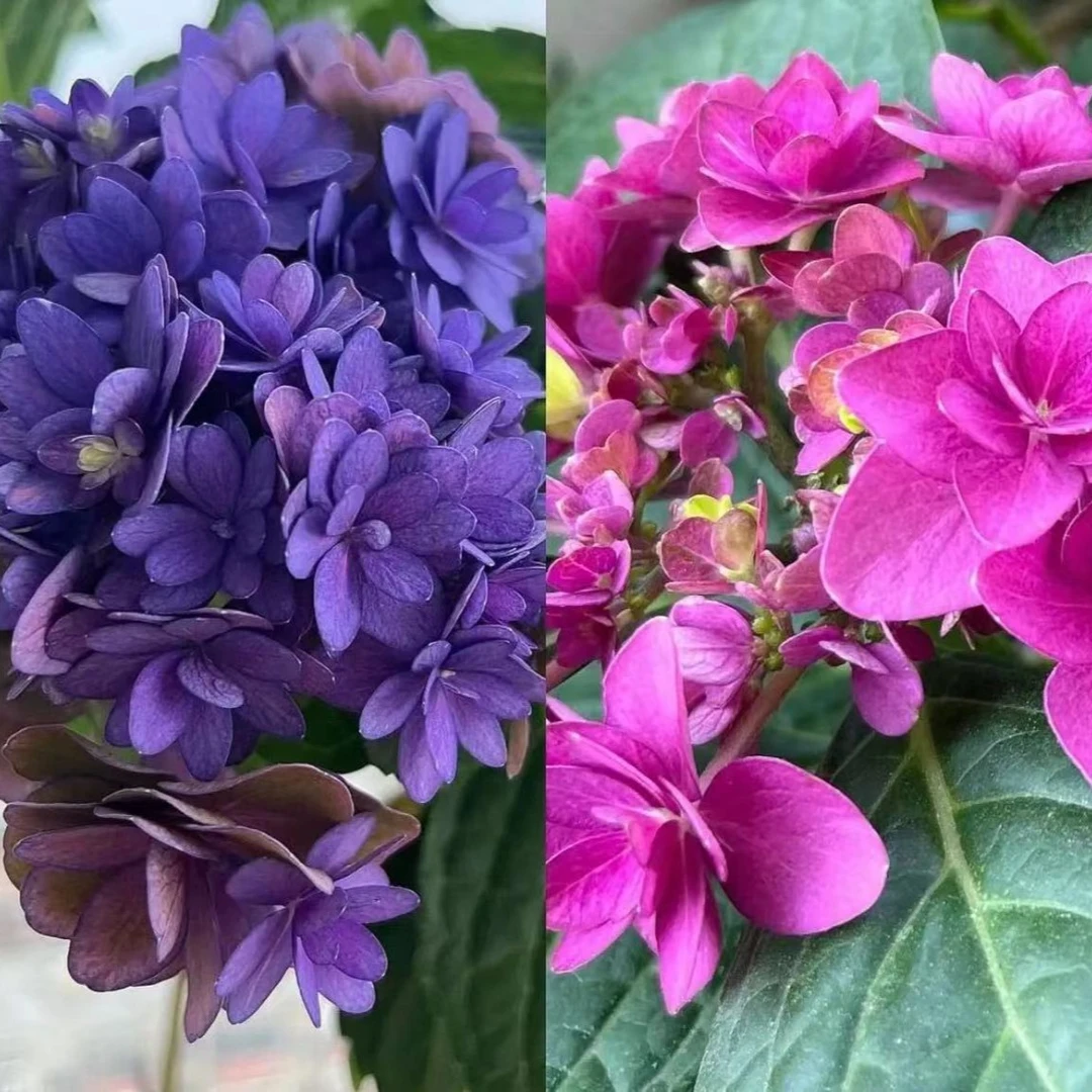 2加仑卑弥呼（起初）大花绣球阳台庭院露台花园推荐地栽盆栽