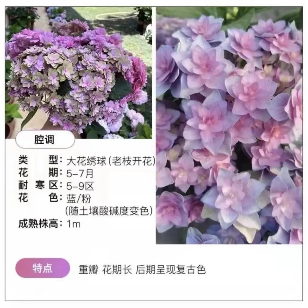 2加仑腔调（起初）大花绣球阳台庭院露台花园推荐地栽盆栽