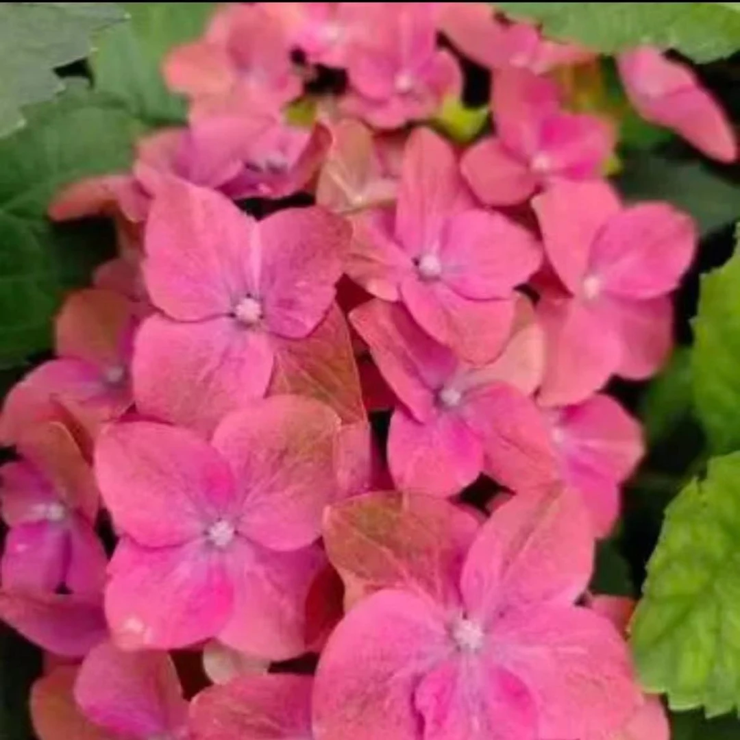 2加仑珊瑚礁（起初）大花绣球阳台庭院露台花园推荐地栽盆栽