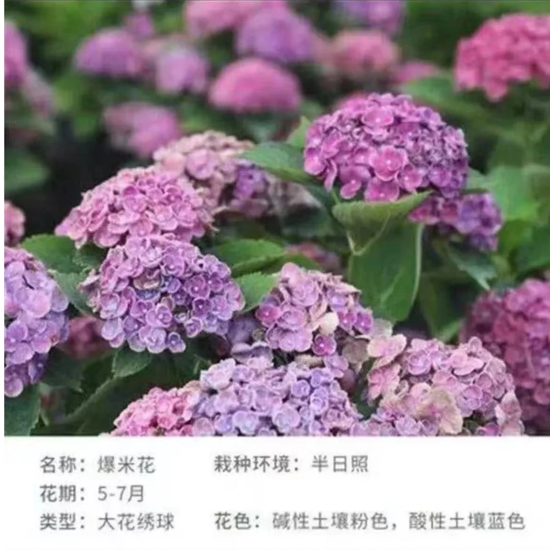 2加仑爆米花（起初）大花绣球阳台庭院露台花园推荐地栽盆栽