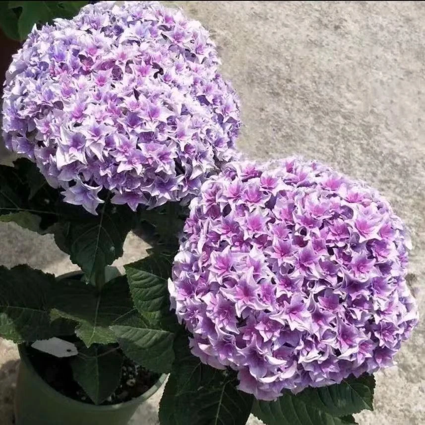 2加仑沙龙列车（起初）大花绣球阳台庭院露台花园推荐地栽盆栽
