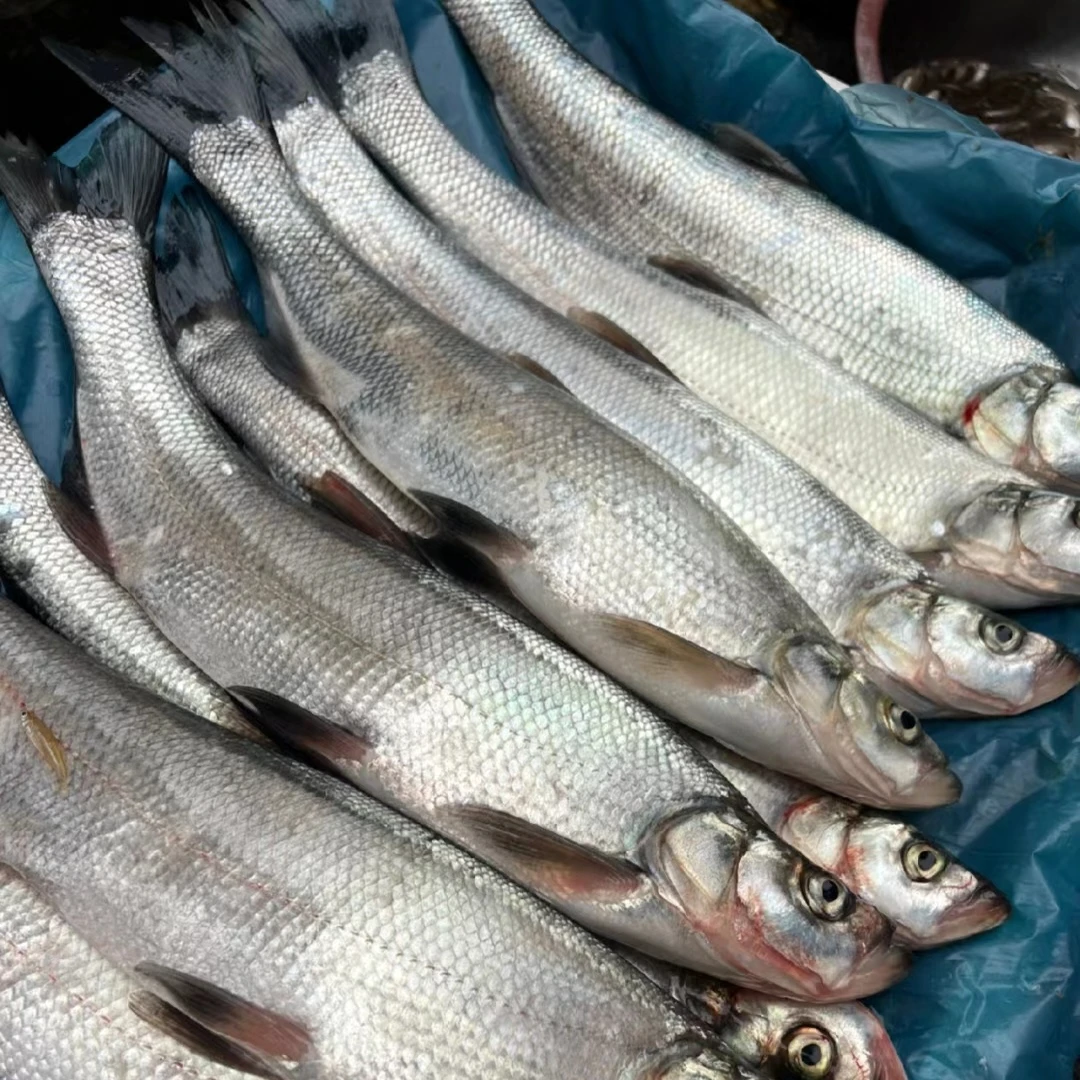 1～2斤翘嘴鱼顺丰冷链新鲜到家