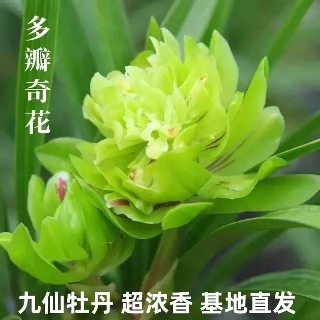 《正品国兰》春兰浓香奇花九仙牡丹 好养易活兰花苗