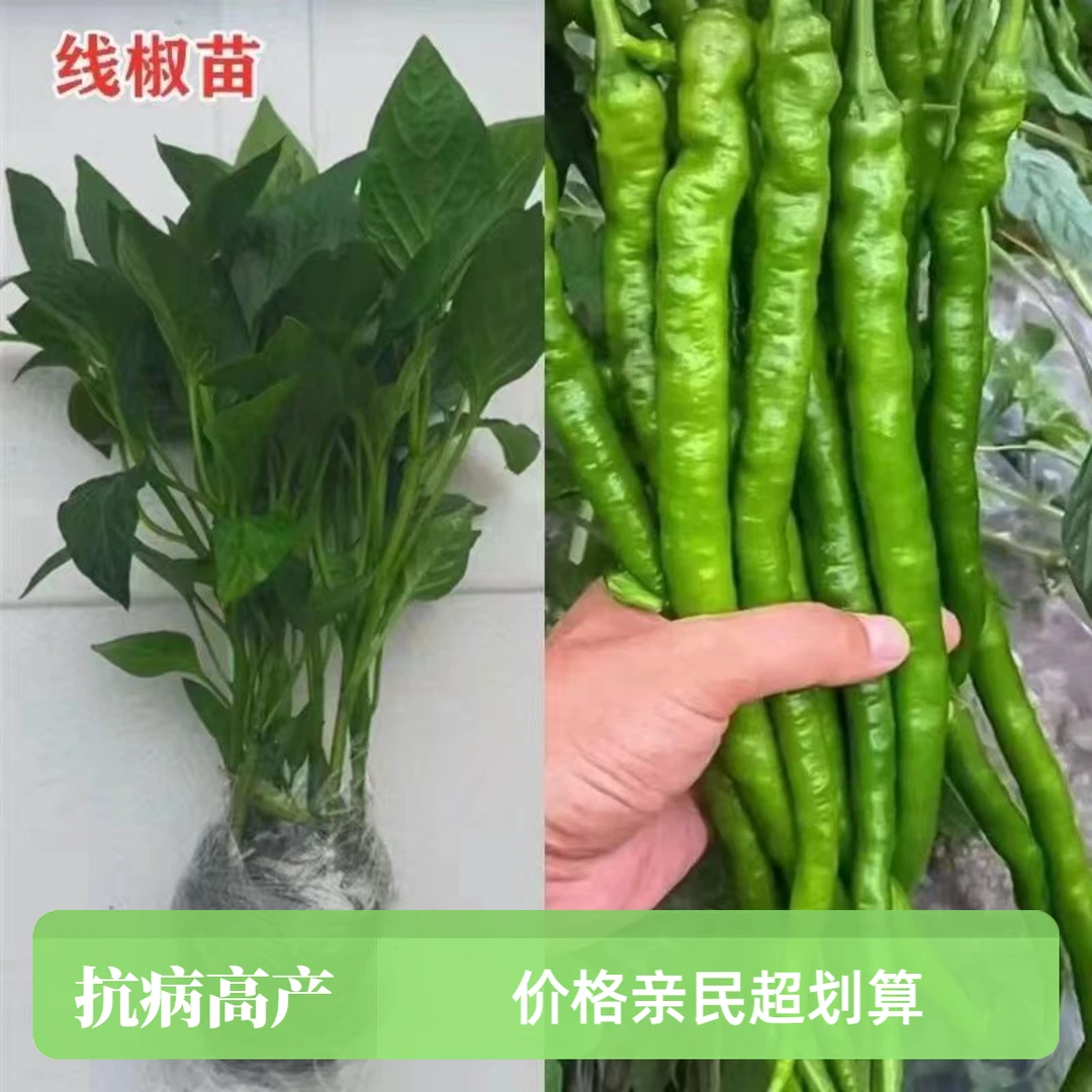 辛辣椒苗青椒美人椒苗薄皮辣椒秧苗螺丝椒二荆条长线椒朝天椒苗