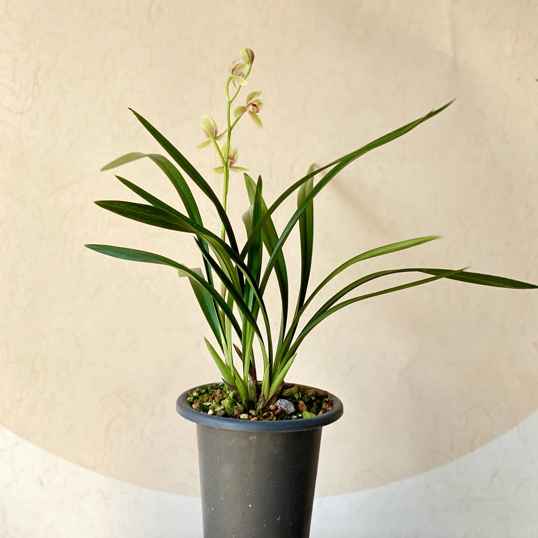 汇翠兰苑  国兰精品兰花 素花红花浓香建兰墨兰秋榜