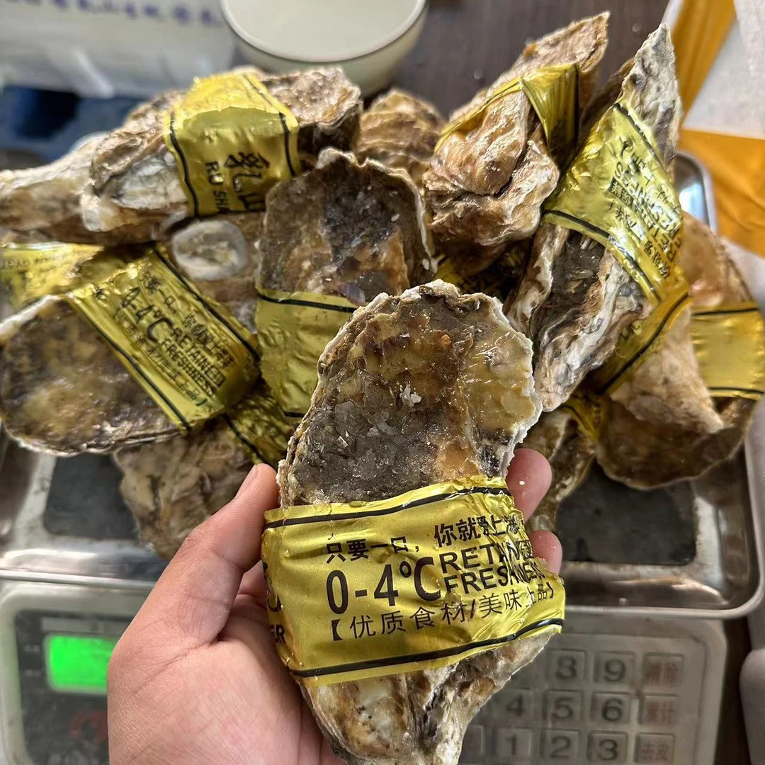 大乳山生蚝三倍体冷水大规格生蚝 鲜活发货单个250g左右 到手10个