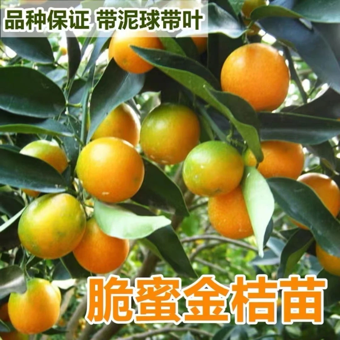 锦坤家正宗嫁接脆蜜金桔苗(二代脆皮金桔)滑皮金桔,不含酸的金桔